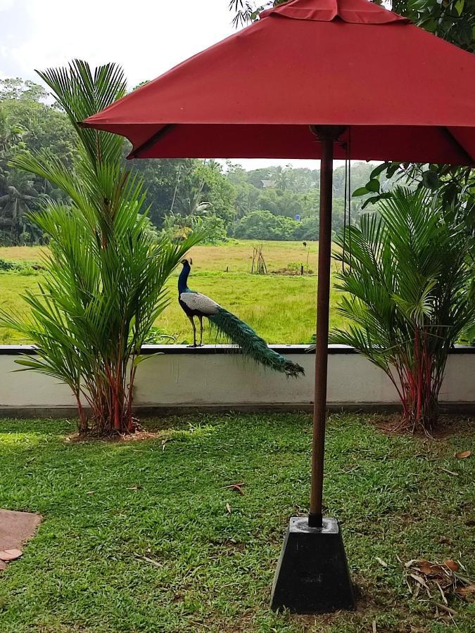 Villa Red Pool Hikkaduwa Exteriör bild